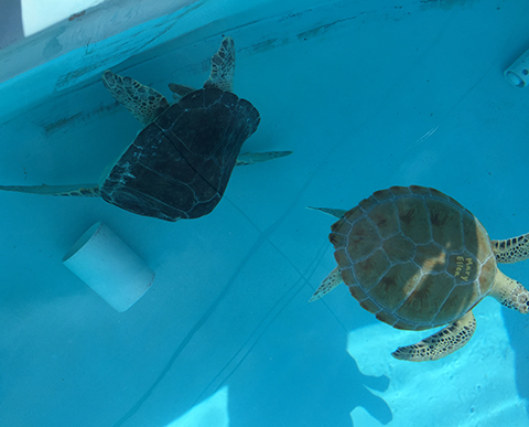 Two Green Sea Turtles Being Rehabilitated