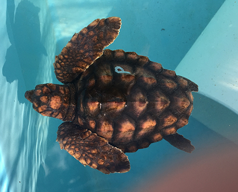 Juvenille Laggerhead Turtle Getting Ready to be Released